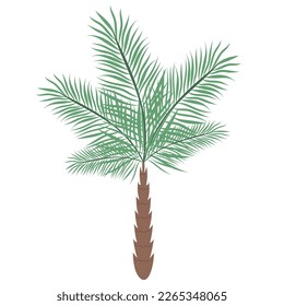 Phoenix- oder Rafea-Palme einzeln auf weißem Hintergrund. Schöne einfache Vektorpalme