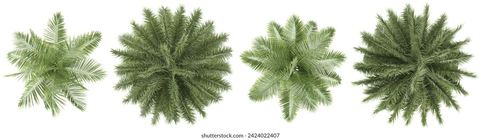 Phoenix sylvestris palm,Royal palm shed Trees collection of top view isolated on transparent background