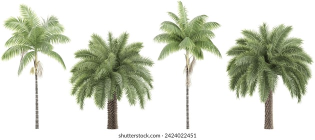 palmeras Phoenix sylvestris, palmeras reales aisladas en un fondo blanco, árboles tropicales aislados para el diseño, la publicidad y la arquitectura