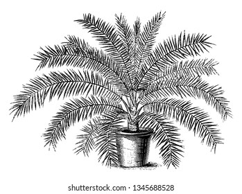 Phoenix Tenius es una palmera datilera y es más fina y delgada que otras variedades, dibujo de línea vintage o ilustración de grabado.