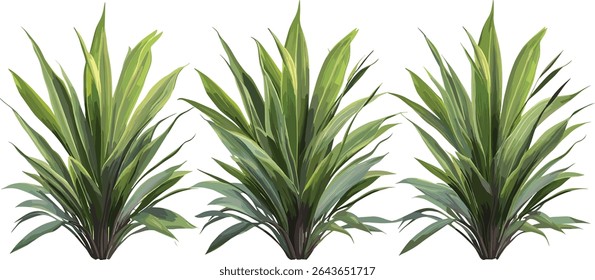 Phormium Cookianum Tricol New Zealand Flax tree corte isolado, conjunto de plantas folhagem exótica, jardim botânico, paisagem tropical, ilustração vetorial.