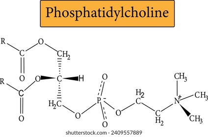 Phosphatidylcholine is the major component of lecithin.Vector illustration.