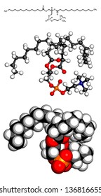 Phosphatidylcholine (PC) cell membrane building block, molecular model. PC is also the major component of lecithin. Atoms are represented as spheres with conventional color coding 