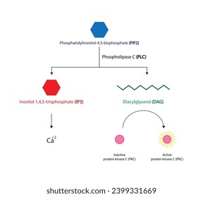 Phospholipase C (PLC). Diacylglycerol (DAG) and Inositol 1,4,5 trisphosphate. Protein kinase C (PKC). Vector illustration.