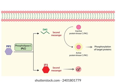 Phospholipase C (PLC). Diacylglycerol (DAG) and Inositol 1,4,5 trisphosphate. Protein kinase C (PKC). Vector illustration.