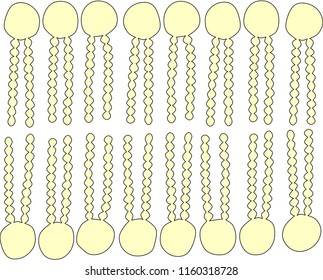 Phospholipid bilayer of the cell membrane
