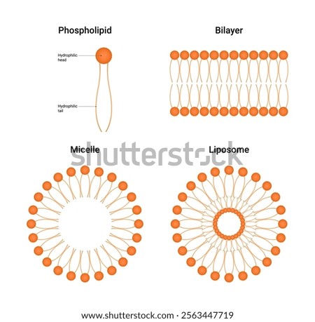 Phospholipid Bilayers Micelles and Liposomes