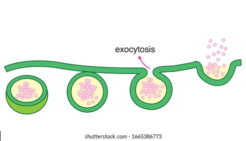 Phospholipid bilayers structure of cell membrane or cytoplasmic membrane