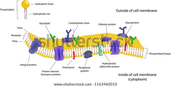 Phospholipid bilayers structure of cell membrane\
or cytoplasmic\
membrane