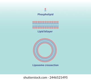 Phospholipid illustration and its development into lipid bilayer and unilamellar liposomes
