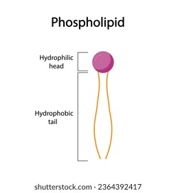 Estructura molécula fosfolipídica. Cabeza hidrofílica, que es una cabeza polar, y Colas hidrofóbicas que son colas de ácido graso hidrofóbico. Componente de membrana celular. Ilustración vectorial.