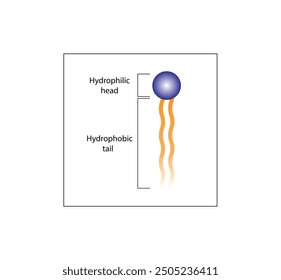 Phospholipid Molecule Structure. Hydrophilic Head which is a polar head and Hydrophobic Tails which are hydrophobic fatty acid tails. Cell membrane component. Vector Illustration.