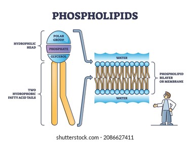 Phospholipid or phosphatides lipids head and tail structure outline diagram. Labeled educational inner description with polar group, phosphate or glycerol vector illustration. Bilayer membrane closeup