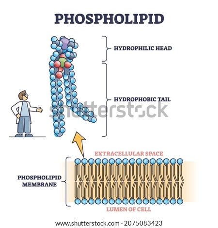 Phospholipid or phosphatides lipids microscopical structure outline diagram. Labeled educational description with cells hydrophilic head, hydrophobic tail and extracellular space vector illustration.