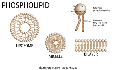 Phospholipid Structure - Bilayer, Liposome, Micelle