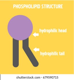 Phospholipid structure vector