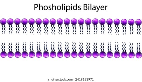 A Phospholipids Bilayer Inside The Cell Membrane