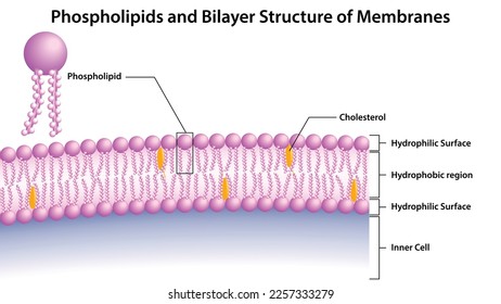 Phospholipids and Bilayer Structure of Membranes - Vector Medical Illustration