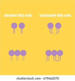 Phospholipids Fluid Acid Vector