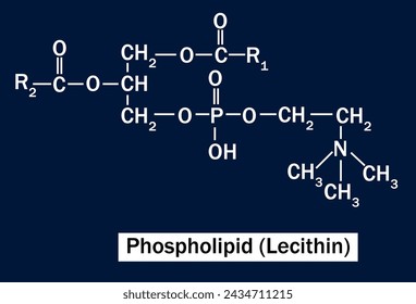 Phospholipids (PL) are a group of polar lipids that consist of two fatty acids