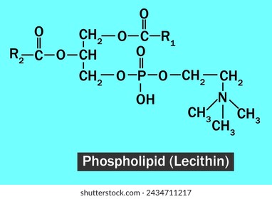 Phospholipids (PL) are a group of polar lipids that consist of two fatty acids