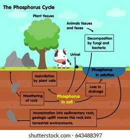 The Phosphorus Cycle