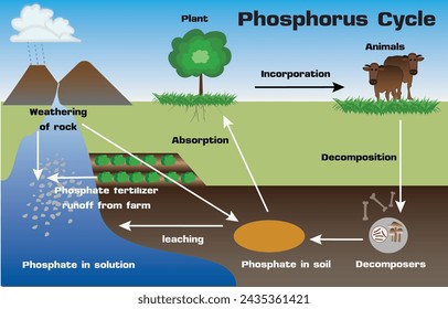 Der Phosphorzyklus ist der biogeochemische Zyklus, der die Bewegung von Phosphor durch die Lithosphäre, Hydrosphäre und Biosphäre beschreibt. 