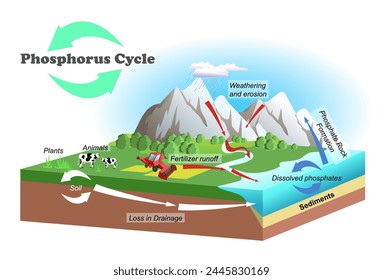 Phosphorus Cycle diagram. Science education vector 3d illustration