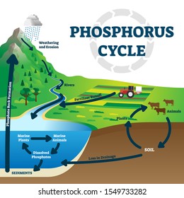 Phosphorus cycle vector illustration. Labeled earth chemical element scheme. Educational diagram with explained substance movement from rivers, fertilizer runoff, marine environment to rock formation.