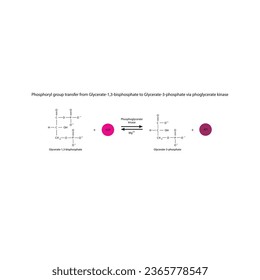 Phosphoryl group transfer from Glycerate-1,3-bisphosphate to Glycerate-3-phosphate via phoglycerate kinase, molecular skeletal formula diagram on on white background.