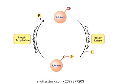 Phosphorylation and Dephosphorylation. Protein kinase, an enzyme that transfer phosphate from ATP to a protein. Phosphatase,  an enzyme that removes a phosphate group from the phosphorylated protein.