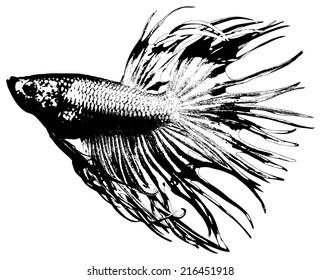 photo of fighting fish, betta