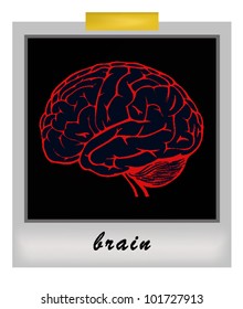 photo frame with human brain. vector illustration