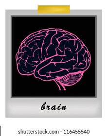 photo frame with human brain. vector illustration