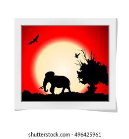 Photo frame with red sunset in the jungle with old tree, birds and elephant. Vector background