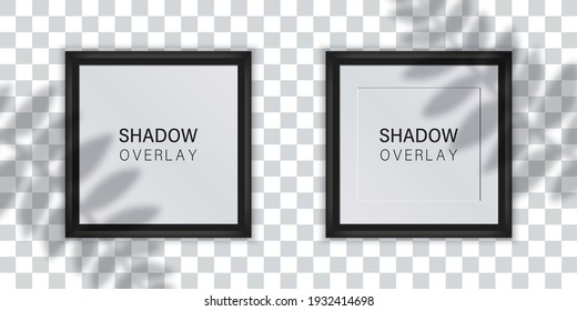 Photo frames on transparent background. Shadow overlay effect. Mockup photo frames with shadow of branches. Vector