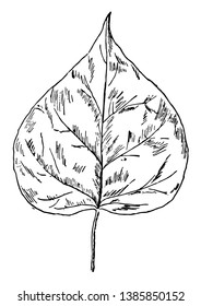 A photo of heart shaped leaf, vintage line drawing or engraving illustration.