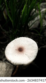 Photo of mushrooms on the ground in the edge of a tropical rainforest in East Java, Indonesia