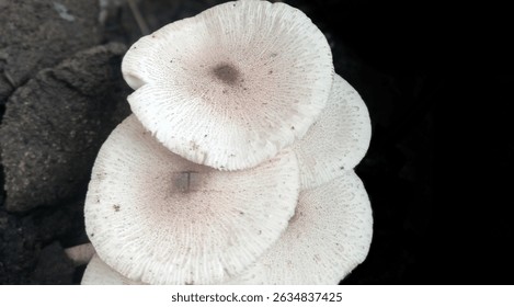 Photo of mushrooms on the ground in the edge of a tropical rainforest in East Java, Indonesia