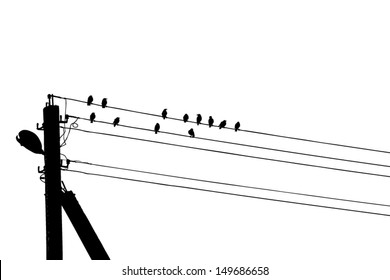 photo of the nature of a bird. Vector