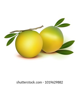 Photo realistic 3d vector abiu fruit with leaves isolated on white background. Vector illustration.