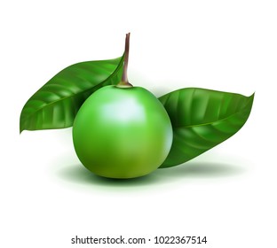 Photo realistic Alibertia edulis 3d vector fruit with leaves isolated on white background. Alibertia edulis in the family Rubiaceae. PURUÍ, MARMELADA, GOIABA PRETA. RUBIACEAE