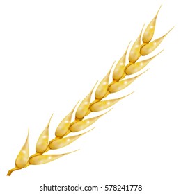 Photo realistic ear of wheat isolated on white background, vector illustration.