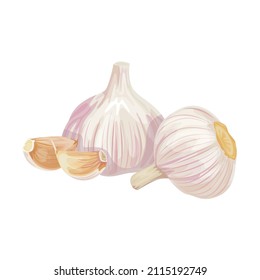 Photo realistic garlic isolated on white background. Vector illustration.