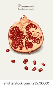 Photo realistic hand drawn vector pomegranate. No meshes, no gradients. Hand-drawn graphic vector eps8, color version