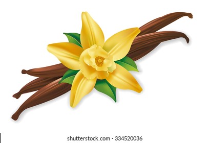 Photo realistic illustration of vanilla pods and flower on white background.
