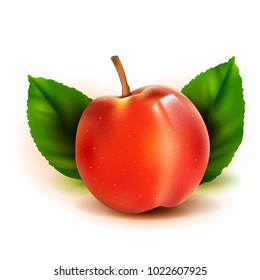 Fotos realistas del fruto vectorial 3d de durazno con hojas aisladas en fondo blanco. Prunus persica en la familia Rosaceae.