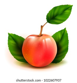 Fotos realistas del fruto vectorial 3d de durazno con hojas aisladas en fondo blanco. Prunus persica en la familia Rosaceae.