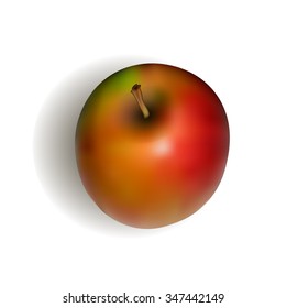 Photo realistic ripe apple in vector