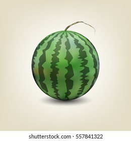 Photo realistic watermelon isolated on white background with shadow, vector illustration.